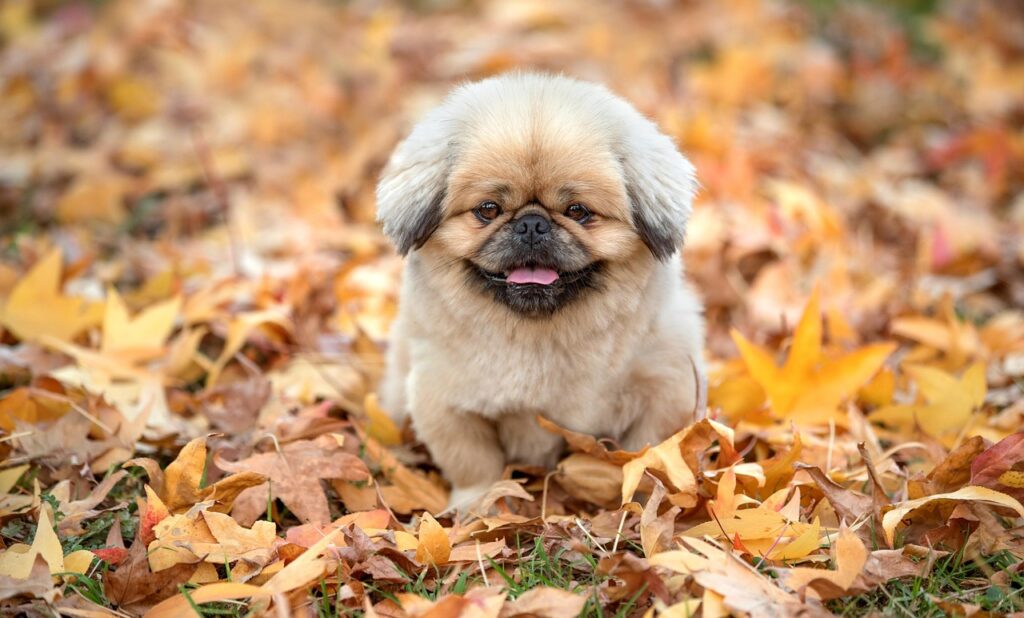 kinkatsuの美味しい食べ方とおすすめレシピは？