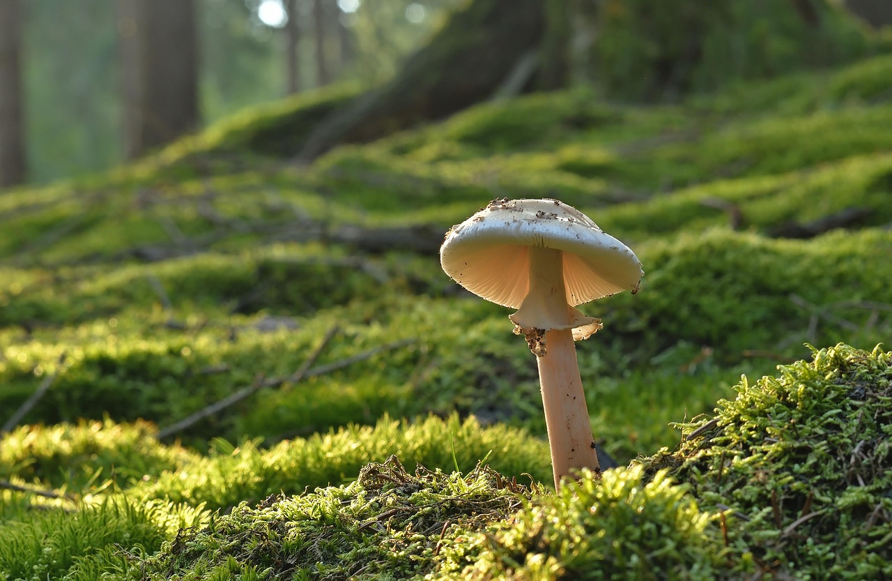 菌活サプリで体脂肪率を下げる効果はあるの？