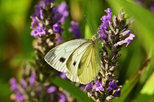 乳酸菌の摂取タイミングはいつがベストですか？