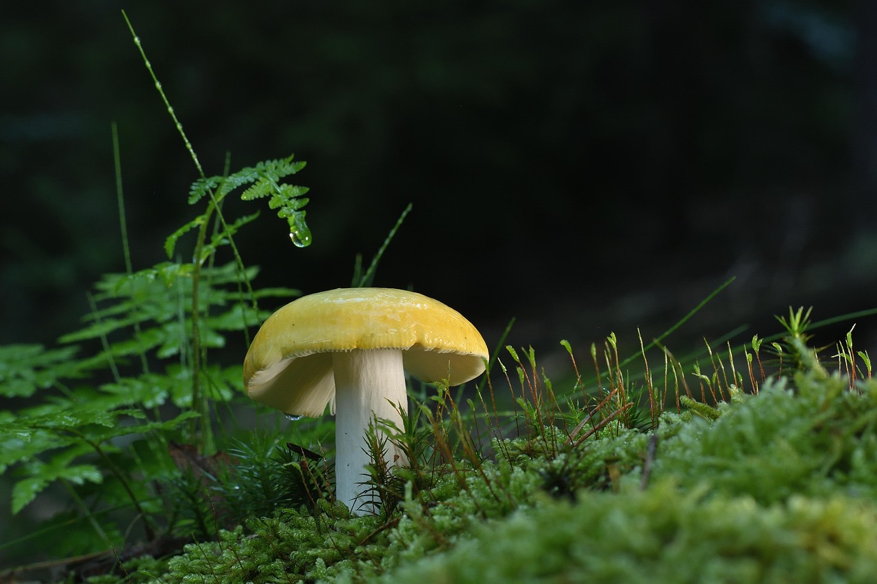 菌活におすすめのサプリは管理栄養士が推奨するものとは？
