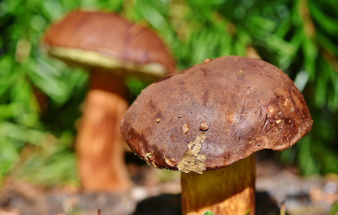菌活に最適なサプリを管理栄養士が推奨する理由は？