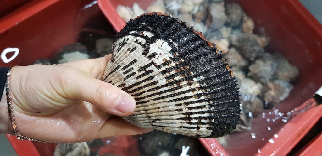 菌活に最適な無添加サプリは安心して使えるのか？