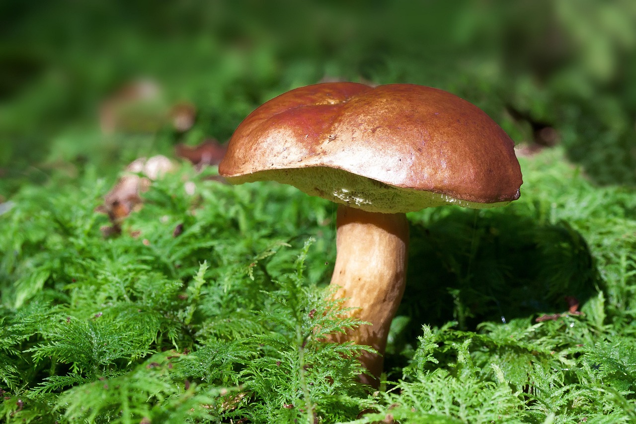 菌活サプリでリバウンド防止に効果的な方法は？