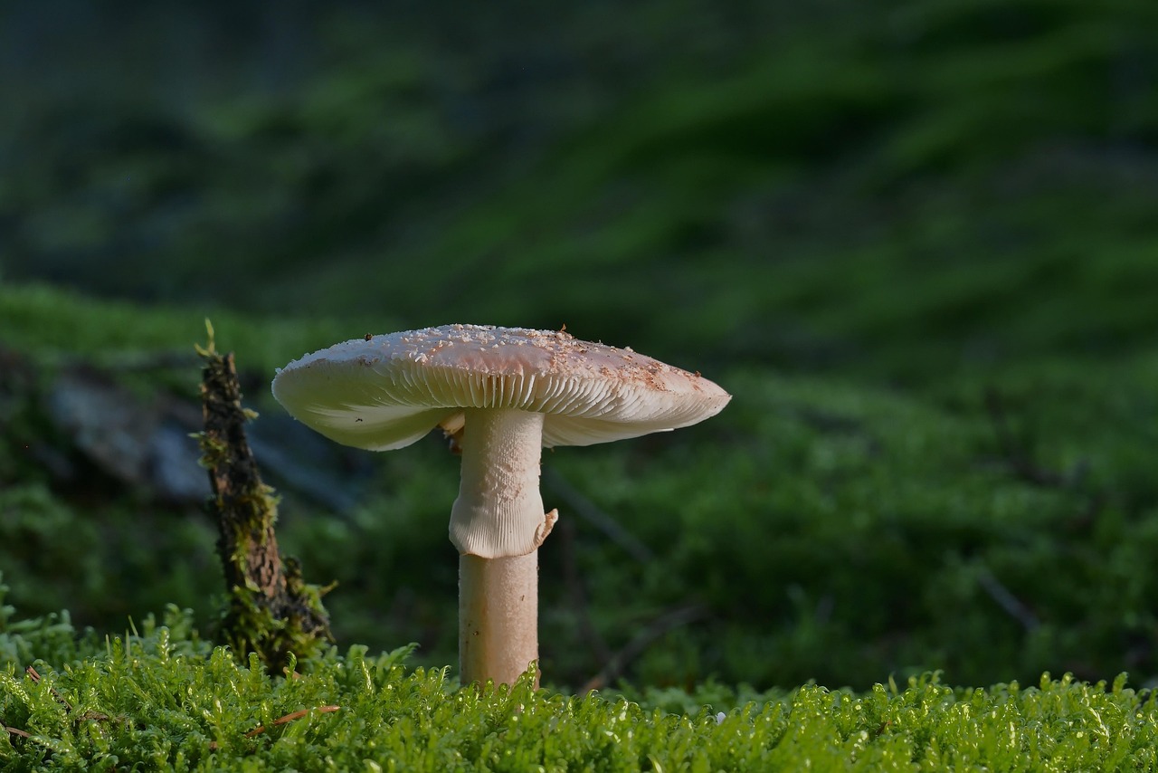 菌活サプリは医師監修のもとでどのように効果を発揮するのか？