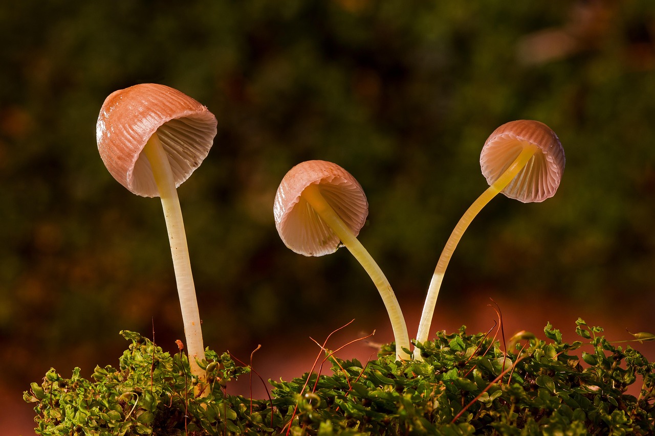菌活サプリを使った肥満対策に遺伝子が与える影響とは？