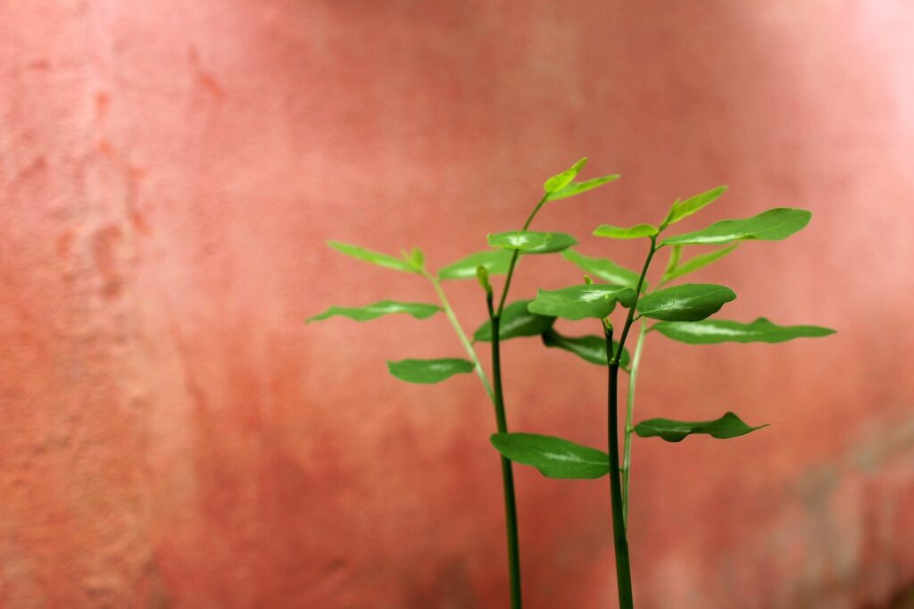 菌活サプリを使った腸活でダイエットは成功するのか？