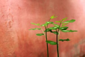 菌活サプリを使った腸活でダイエットは成功するのか？