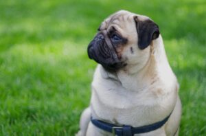 ビフィズス菌サプリでぽっこりお腹を解消する方法は？