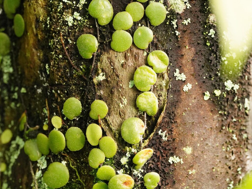 腸内フローラを改善するサプリの口コミはどうなっている？