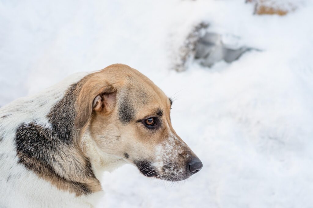 乳酸菌サプリのおすすめ商品はどれですか？