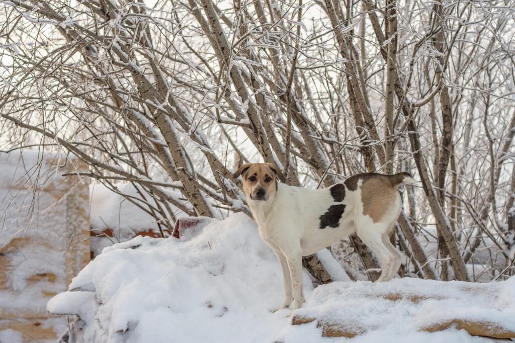 乳酸菌サプリの口コミで知る効果的な選び方は？