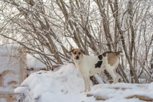 乳酸菌サプリの口コミで知る効果的な選び方は？