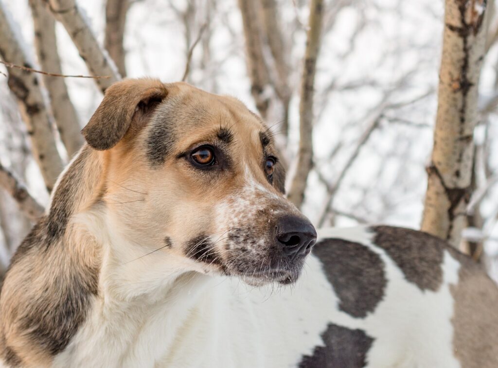 乳酸菌サプリを通販で購入する際の選び方は？