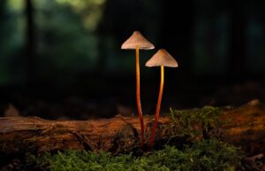 菌活サプリの口コミで知る効果的な選び方は？