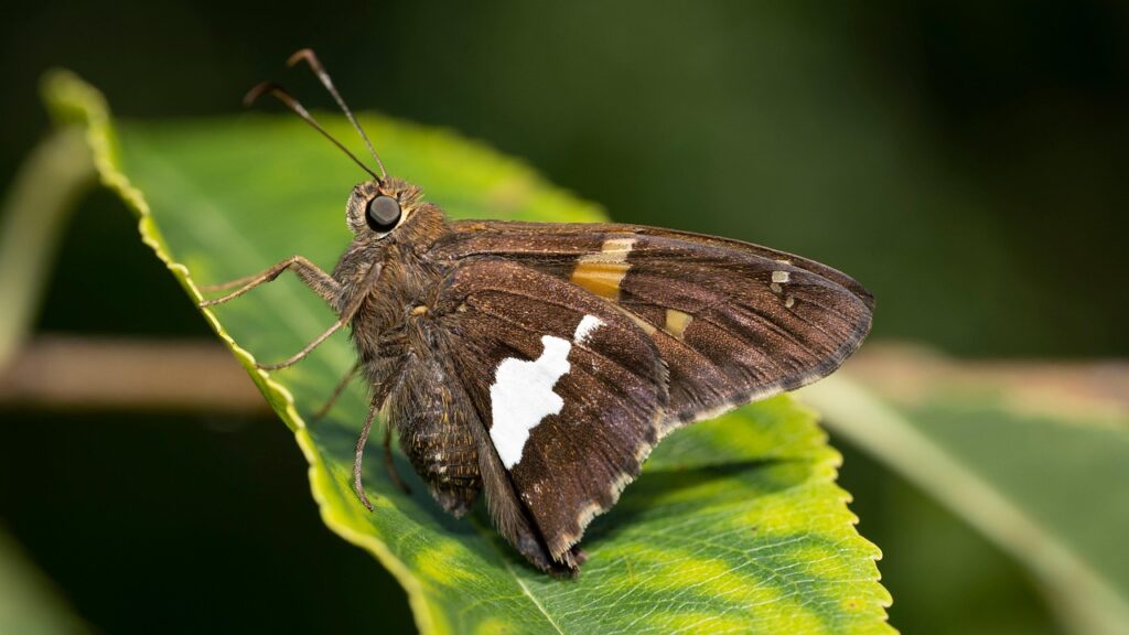 便通が良くなるサプリの効果とおすすめは？