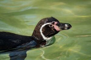 腸内環境改善に効果的なサプリはドラッグストアで手に入る？