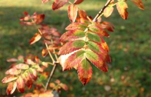 通販限定サプリの魅力とおすすめ商品は？