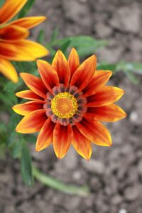 効果が出るまでの最適なサポート方法は？