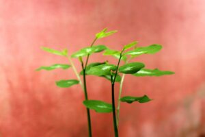 腸活におすすめの市販で安いサプリは？