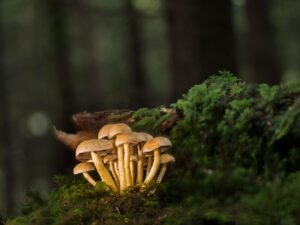 菌活サプリで下腹の対策に効果的な方法は？