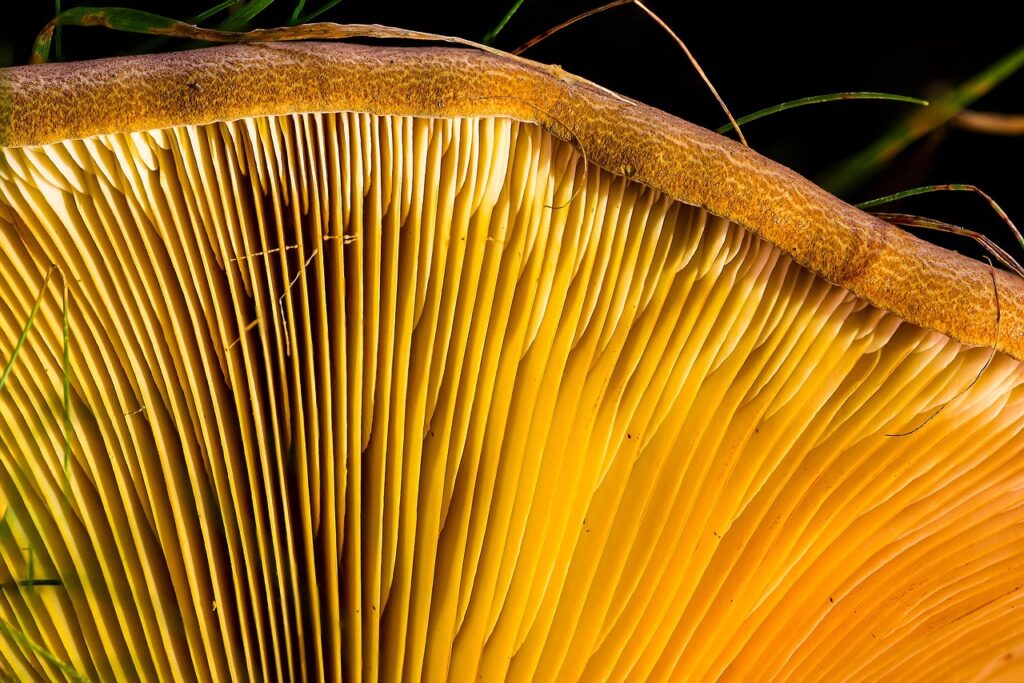 菌活サプリの定期便に関する口コミはどこで確認できる？