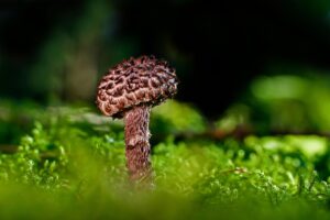 菌活サプリの満足度を高めるためのポイントは？