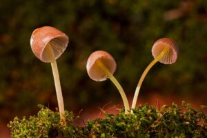 菌活サプリの解約は簡単にできるのか？