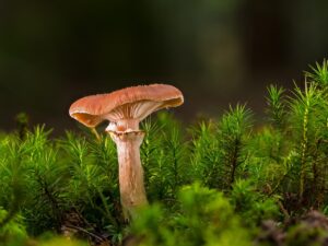 菌活サプリは更年期のダイエットにどれくらい効果がある？