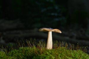 酪酸菌サプリで本当に痩せ体質になれる？